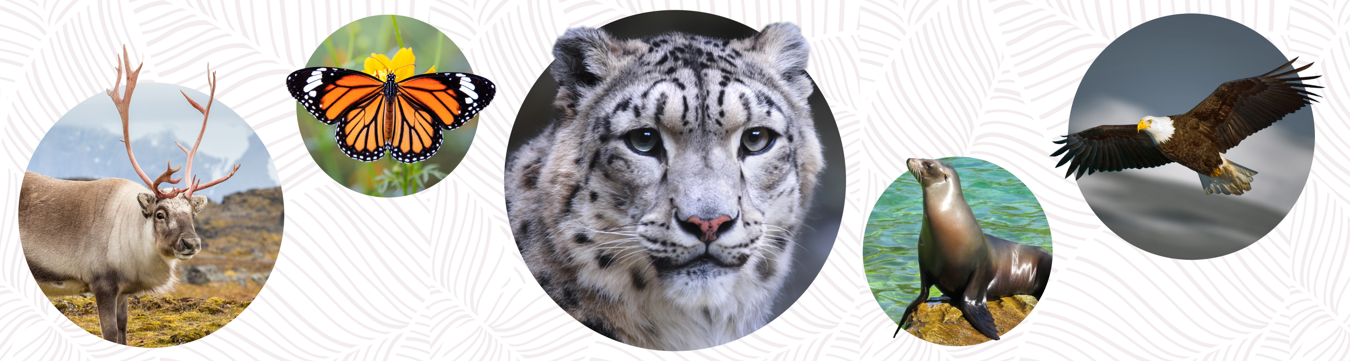 Discovery Education - 2024 Endangered Species Earth Day